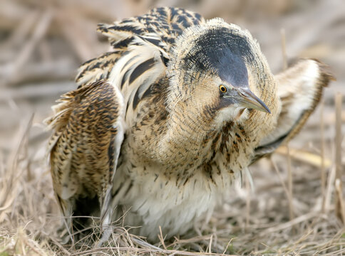 Close up portrait of great bittern with open wings in winter day light.
