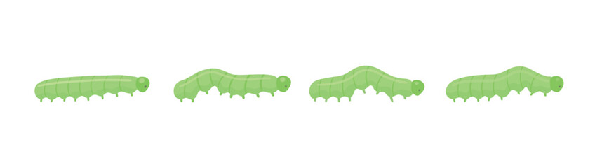 Obraz premium Green crawling caterpillar vector isolated on white background. Insect movement animation stages for educational projects, games and motion design.