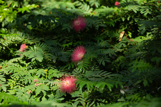 Pink Calliandra haematocephala powder puff flowers blooming among lush green tropical foliage in sunny garden during summer day. Exotic botanical vegetation and natural floral beauty