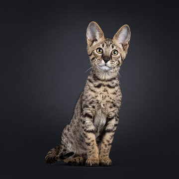 Elegant spotted Savannah cat, sitting up facing front. Leaning and looking curious towards camera. Isolated on a black background.