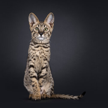 Elegant spotted Savannah cat, sitting up facing front. Looking curious towards camera. Isolated on a black background.