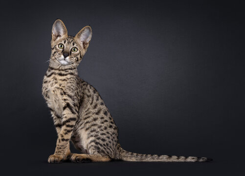 Elegant spotted Savannah cat, sitting up side ways. Looking curious towards camera. Isolated on a black background.