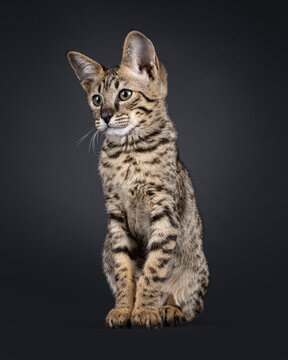 Elegant spotted Savannah cat, sitting up facing front. Looking beside camera showing deep ear setting. Isolated on a black background.