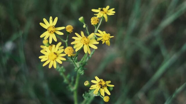 Vibrant yellow field daisies gently swaying against a lush green grass background. This is high-quality footage in high resolution with a good bitrate, perfect for nature and springtime projects.