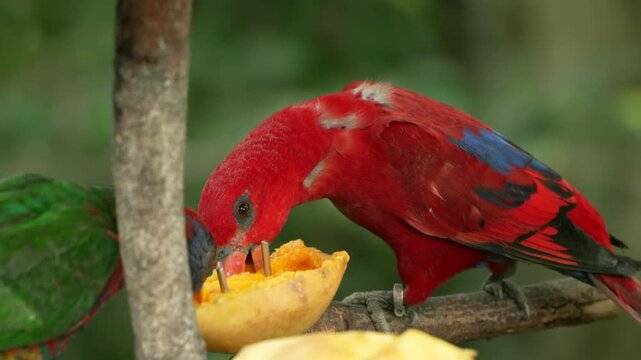 Extreme close-up of Blue-streaked Lory beak deep in mango pulp with vivid red plumage and blue wing detail at Edward Youde Aviary