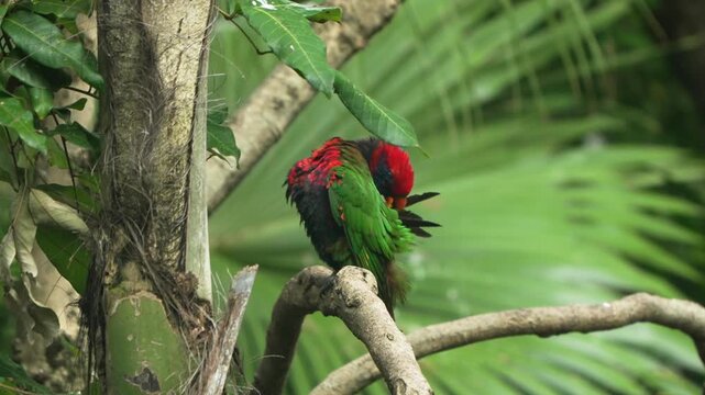 Colorful red-collared lorikeet perched on tropical tree branch preening and grooming ruffled feathers at Edward Youde Aviary Hong Kong