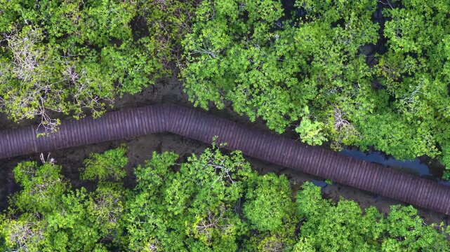 Overhead drone footage pulling up over a winding wooden boardwalk cutting through the dense, lush green canopy of the protected Port Glaud mangrove forest and Ramsar site in Mahe, Seychelles. 30fps 00