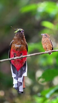 A vibrant red-breasted trogon wild bird feeding a green praying mantis insect to its brown fledgling on a branch in a natural jungle.