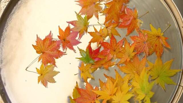 水に浮く真紅の紅葉