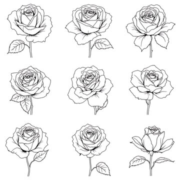 Minimal Black White Rose Pattern Set, Elegant Floral Line Art Background, Botanical Seamless Flower Illustration Collection
