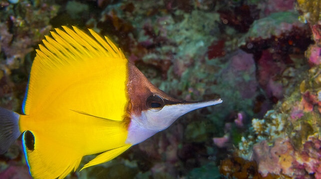 Long-nose Butterflyfish, Forcipiger, Coral Reef, South Ari Atoll, Maldives, Indian Ocean, Asia
