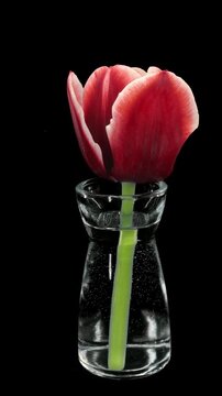Time lapse of opening red tulip in a vase with ALPHA transparency channel isolated on black background, vertical orientation, 4K