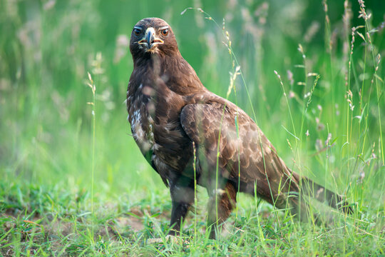 Hieraaetus pennatus