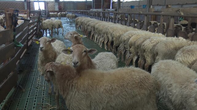 Sheep in a pen at a farm indoor flock agriculture scene captures