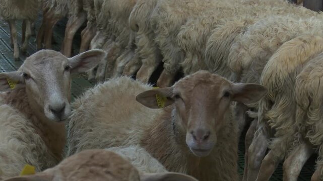 Close up of sheep with fluffy wool in a pen on a farm close up captures