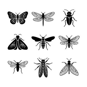 Vector illustration of various insects including butterflies moths flies beetles