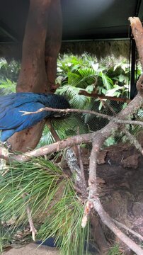 Blue turaco Corythaeola cristata spreading wings on Pinus canariensis branches in aviary habitat. Bird species native to tropical rainforests and woodland regions of Central Africa.
