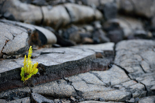 USA, Hawaii, Big Island, Volcanoes National Park, fern, Polypodiopsida, growing in between lava crack