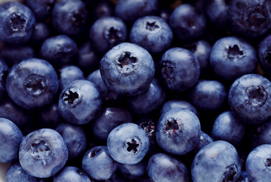 Studio, fresh blueberries, close-up