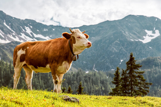 Austria, Carinthia, Fragant, cow on alpine pasture