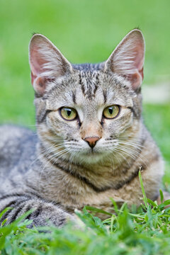 Africa, Sambia, Cat lying in meadow, portrait