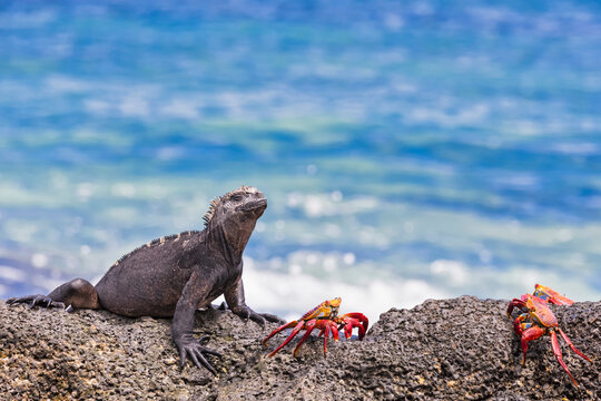Ecuador, Galapagos Islands, Santa Cruz, Marine iguana, Amblyrhynchus cristatus, and red rock crabs, Grapsus grapsus