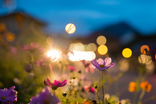 Germany, Bavaria, Roadside flower bed backlit by car headlight