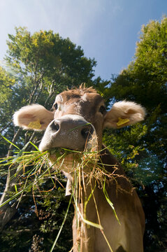 Germany, Bavaria, Allg�u, Cattle, portrait