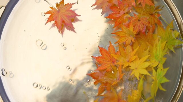 水に浮く真紅の紅葉