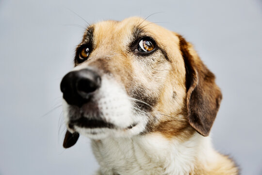 Portrait of a mongrel in front of grey background
