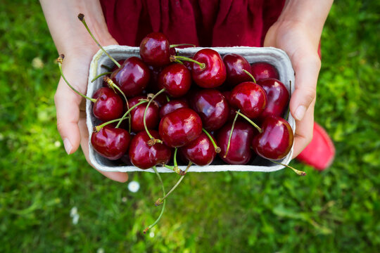 Girl's hands dress holding cardboard box of cherries, close-up