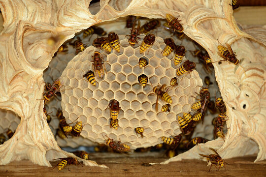 Hornets, Vespa crabro, at vespiary