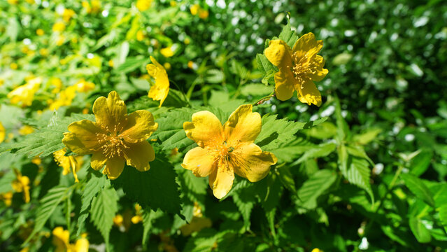 Bright Kerria Japonica Shrubs Blooming in Vibrant Garden Setting