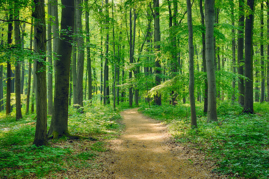 Germany, Footpath through beech