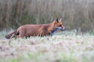 Fototapeta premium Red Fox on a frosty morning in England
