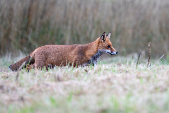 Red Fox on a frosty morning in England