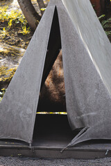 Fototapeta premium A large brown bear sits comfortably inside a tent