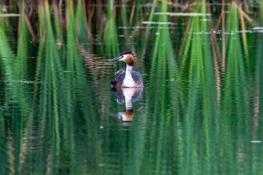 Great Crested Gebe and chick on calm pond with reflection