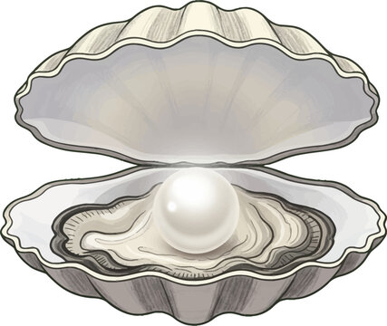 An illustration of a beautiful white pearl inside an open oyster shell.