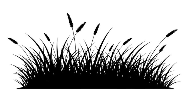 Black silhouette of cattail grass.