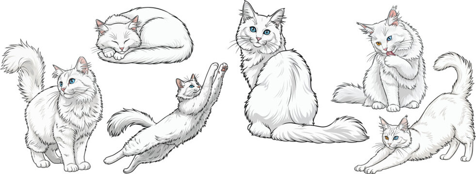 Turkish angora cat sleeping sitting curious jumping grooming pose set