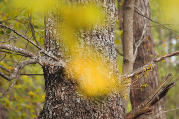 Fototapeta premium A sits comfortably on a tree branch surrounded by woods