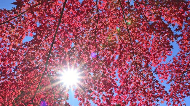 真紅の紅葉と光