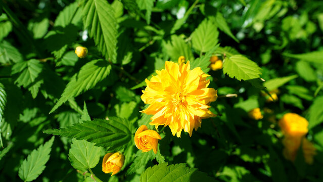 Vibrant Kerria Japonica Pleniflora in Full Bloom During Spring
