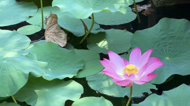 Pink lotus flower opens above calm pond water surrounded by round floating leaves creating a delicate natural composition in a quiet aquatic garden landscape. Inner peace.