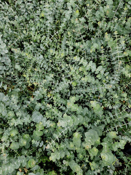 evergreen tree reaching approximately 4m in height with round grey-green leaves white flowers It releases aromatic substances beneficial for respiratory system repels insects. outdoors it requires she