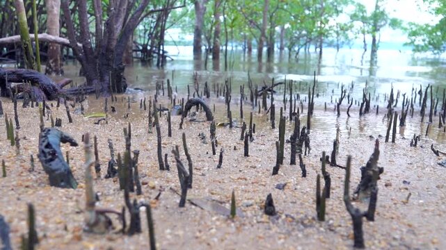 Mangroves on the coast of the Andaman Sea. Thailand. Pay attention to the aerial pneumatophore roots