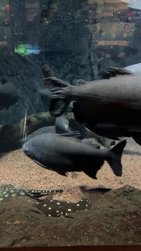 Black pacu Colossoma macropomum swimming with tambaqui in freshwater aquarium habitat. Fish species native to Amazon River basins and tropical freshwater ecosystems of South America.
