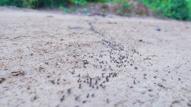 A column of Hospitalitermes termites moves through forest. Insects, cross a dirt road along the path of wood destruction (including timber houses).Thailand rainforest.