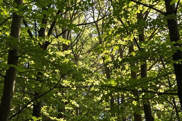 Fototapeta premium Sunlight filters through a dense canopy of green leaves in a tranquil forest